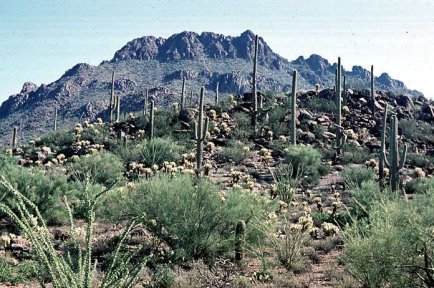 Tucson Mts. -- rocky landscape with cacti