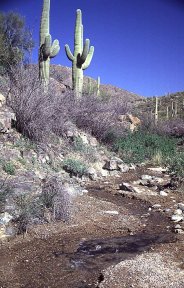 Tucson Mts -- streambed with cacti