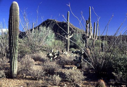 Tucson Mts. Cactusscape