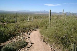 Arizona road with cacti