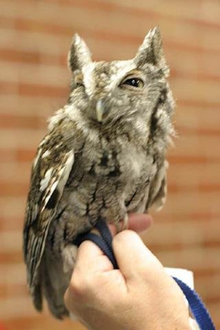 Archimedes, our Screech Owl